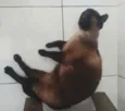 Bombom