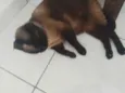 Bombom