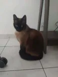 Bombom