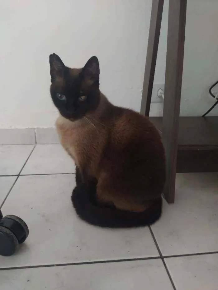 Gato ra a Siamesa  idade 2 anos nome Bombom