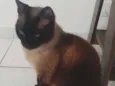 Bombom