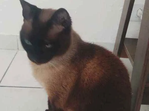 Gato ra a Siamesa  idade 2 anos nome Bombom