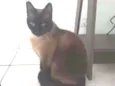 Bombom