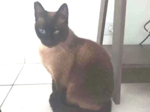 Gato raça Siamesa  idade 2 anos nome Bombom