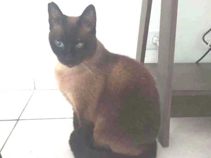 Gato ra a Siamesa  idade 2 anos nome Bombom
