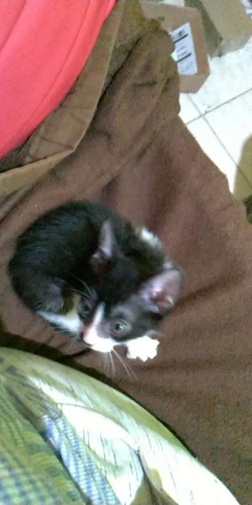Gato ra a SRD-ViraLata idade 2 a 6 meses nome sem nomes