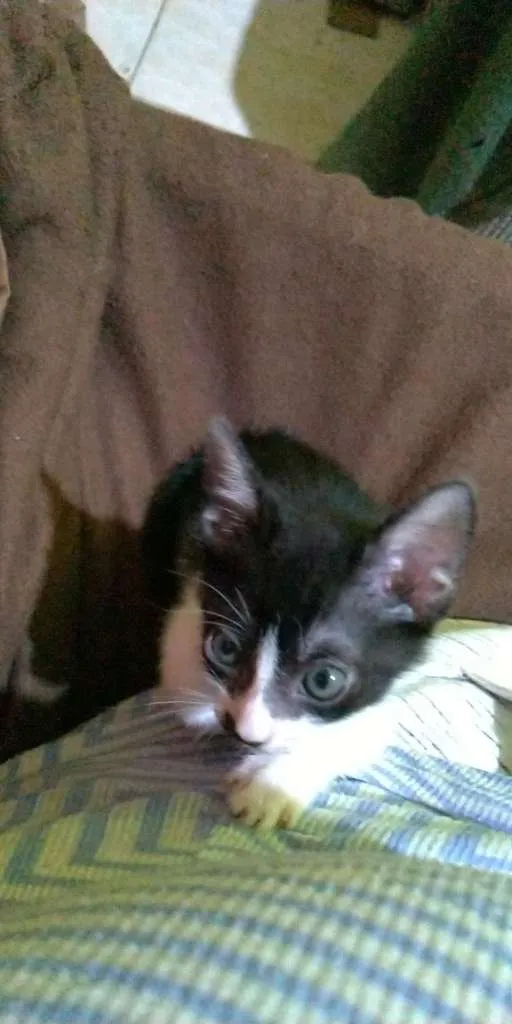 Gato ra a SRD-ViraLata idade 2 a 6 meses nome sem nomes