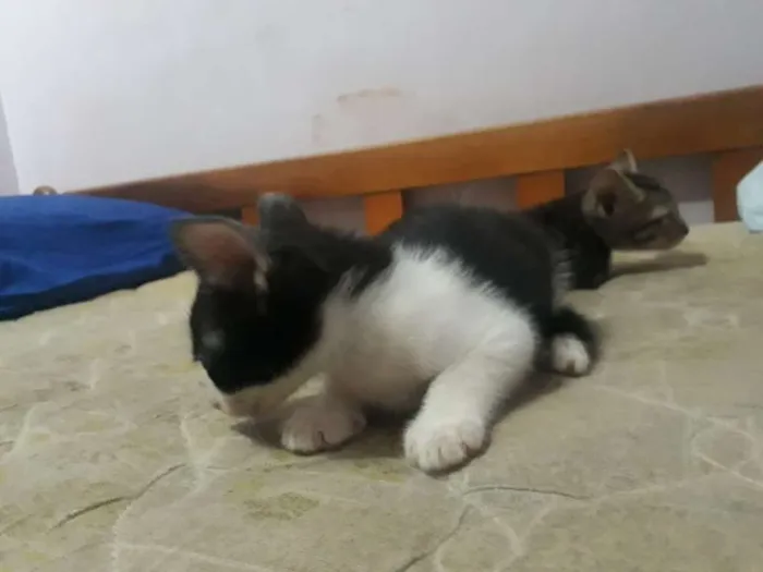 Gato ra a SRD-ViraLata idade 2 a 6 meses nome sem nomes