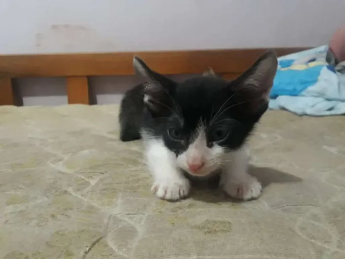 Gato ra a SRD-ViraLata idade 2 a 6 meses nome sem nomes