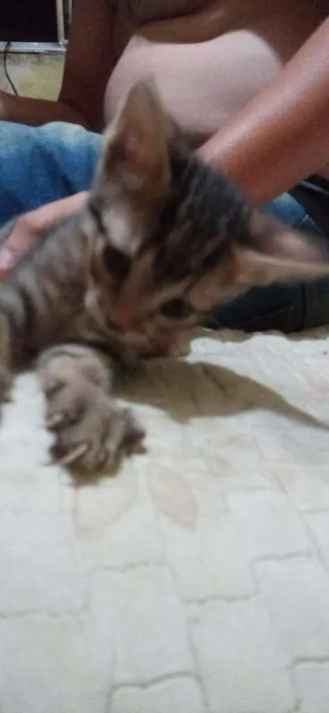 Gato ra a SRD-ViraLata idade 2 a 6 meses nome sem nomes