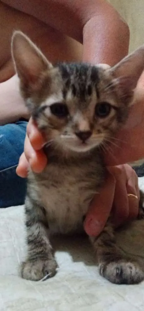 Gato ra a SRD-ViraLata idade 2 a 6 meses nome sem nomes