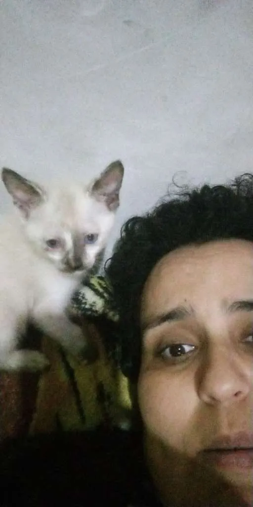 Gato ra a SRD-ViraLata idade 2 a 6 meses nome sem nomes