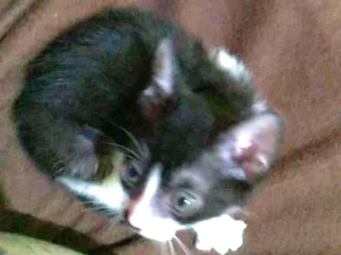Gato ra a SRD-ViraLata idade 2 a 6 meses nome sem nomes