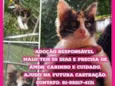Malu