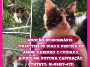 Gato raça  idade Abaixo de 2 meses nome Malu
