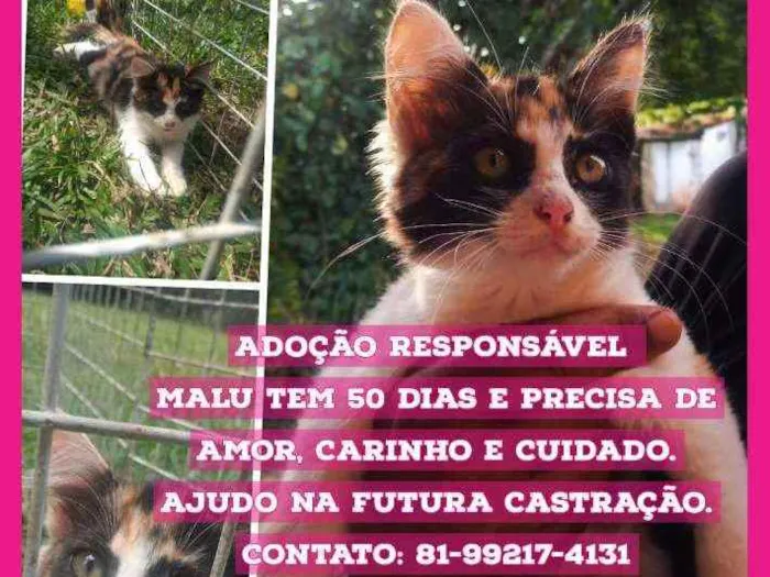 Gato ra a  idade Abaixo de 2 meses nome Malu