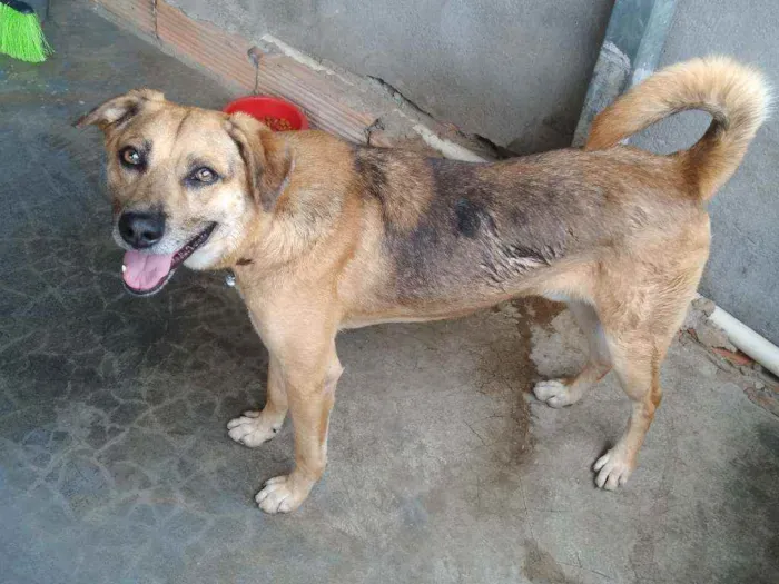 Cachorro raça Sem raça definida idade 3 anos nome Bolt