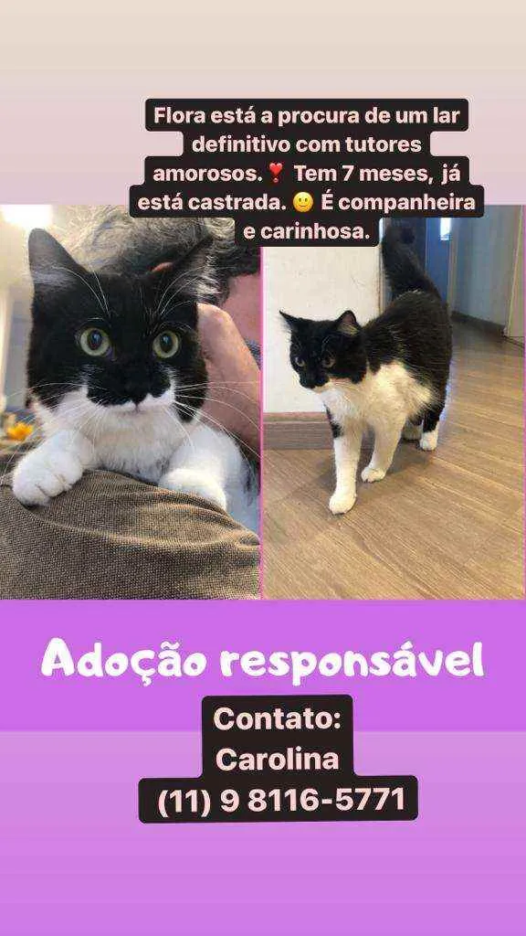 Gato raça Felino idade 7 a 11 meses nome Flora
