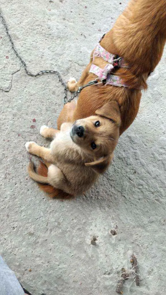 Cachorro ra a Vira-lata idade 2 a 6 meses nome Maya