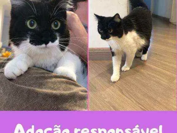 Gato raça Felino idade 7 a 11 meses nome Flora