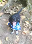 Snoopy 