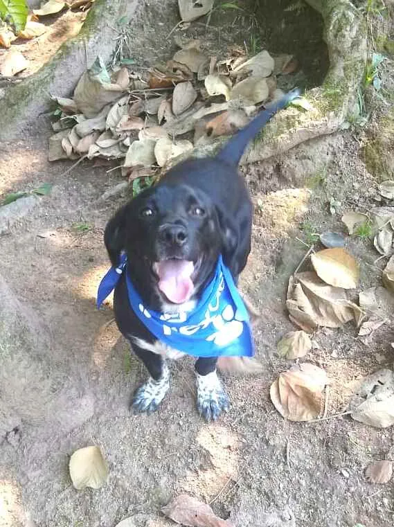 Cachorro ra a  idade 1 ano nome Snoopy 