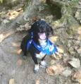 Snoopy 