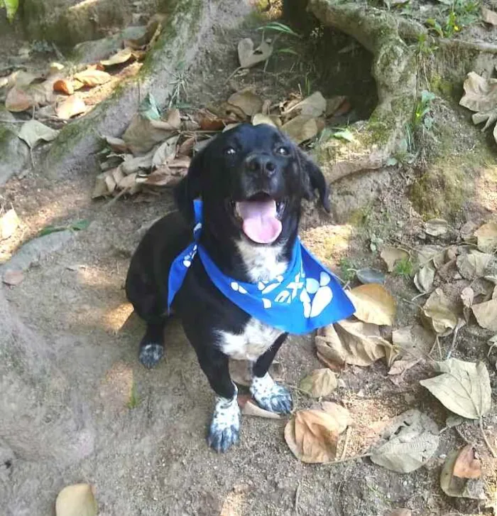 Cachorro ra a  idade 1 ano nome Snoopy 