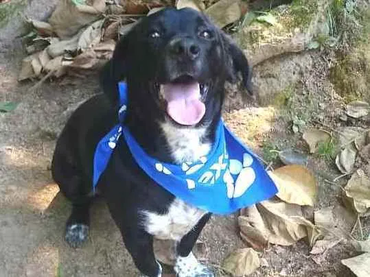 Cachorro ra a  idade 1 ano nome Snoopy 