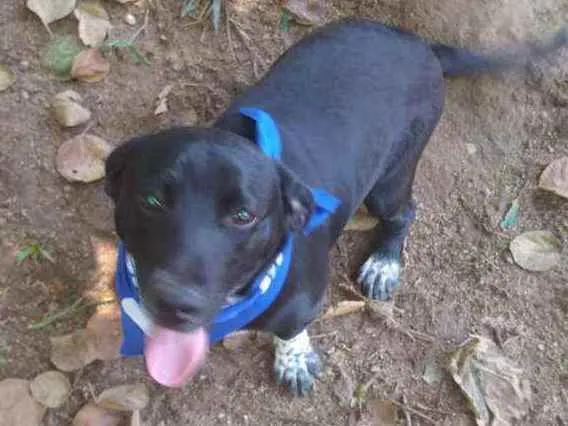 Cachorro ra a  idade 1 ano nome Snoopy 