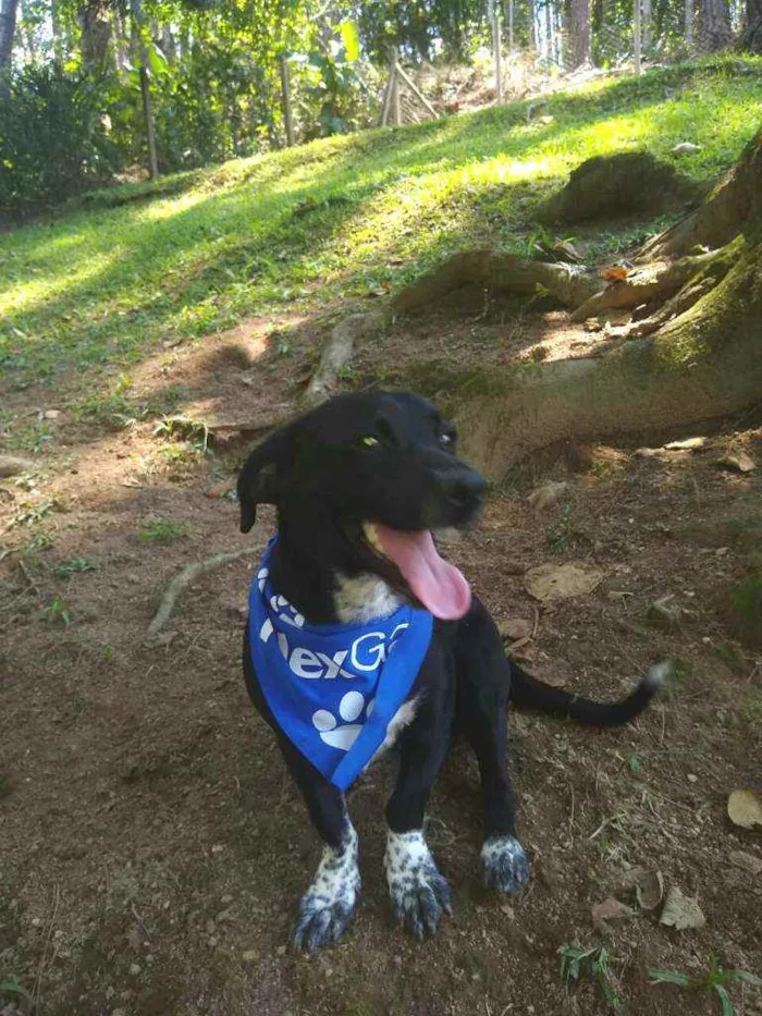 Cachorro ra a  idade 1 ano nome Snoopy 