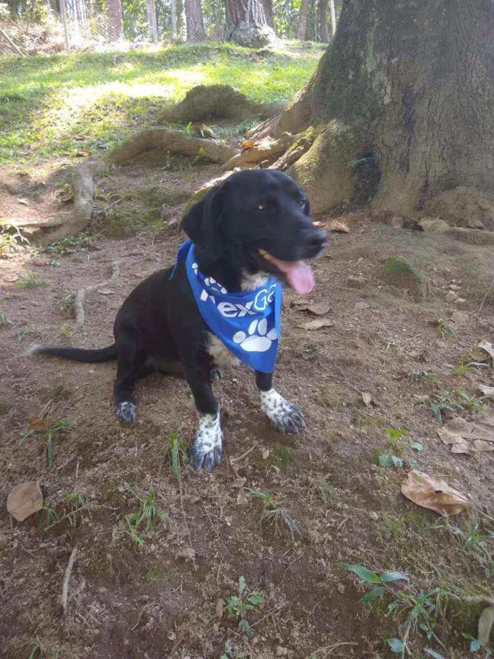 Cachorro ra a  idade 1 ano nome Snoopy 