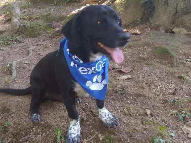 Cachorro ra a  idade 1 ano nome Snoopy 