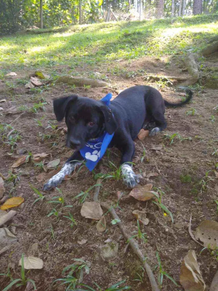 Cachorro ra a  idade 1 ano nome Snoopy 