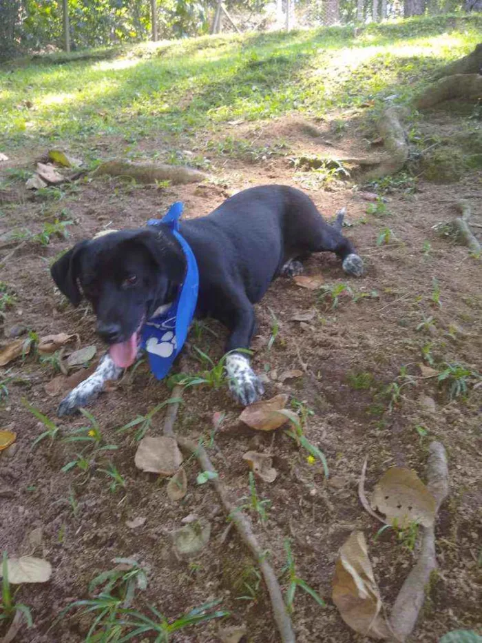 Cachorro ra a  idade 1 ano nome Snoopy 