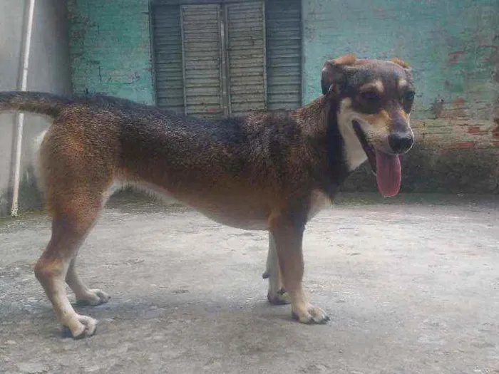 Cachorro ra a Não indenticada idade 1 ano nome Mel