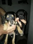 cão