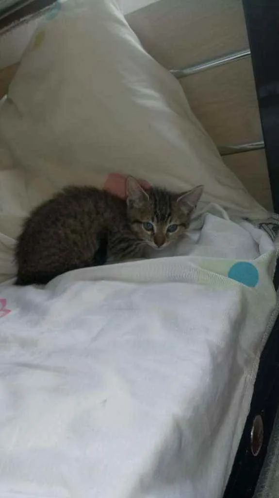 Gato ra a Sem raça definida idade 2 a 6 meses nome Sem nome definido