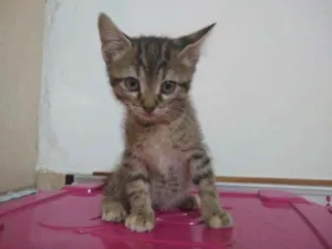 Gato raça Sem raça definida idade 2 a 6 meses nome Sem nome definido