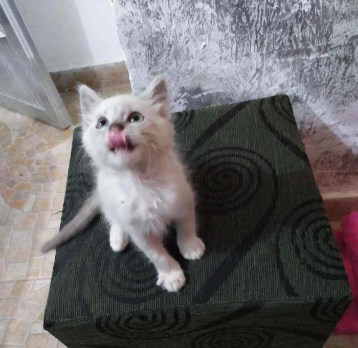 Gato ra a Não identificado idade 2 a 6 meses nome Nairobi