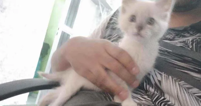 Gato ra a Não identificado idade 2 a 6 meses nome Nairobi
