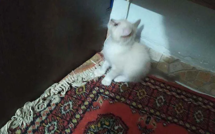 Gato ra a Não identificado idade 2 a 6 meses nome Nairobi