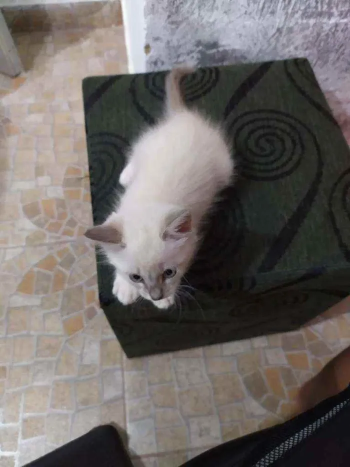 Gato ra a Não identificado idade 2 a 6 meses nome Nairobi