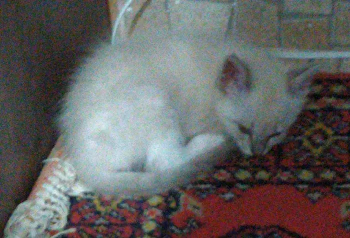 Gato ra a Não identificado idade 2 a 6 meses nome Nairobi
