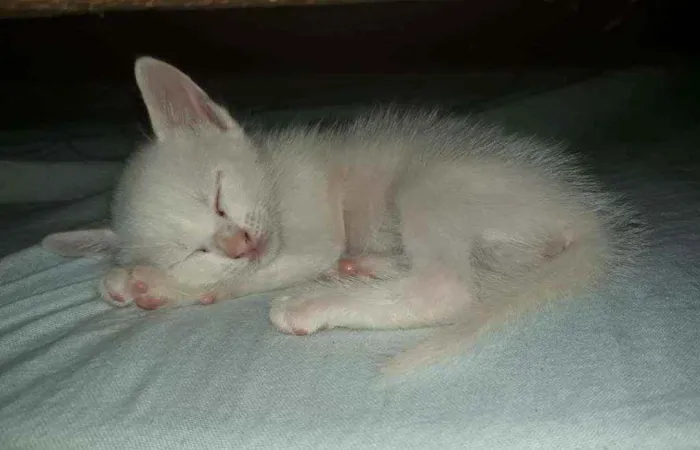 Gato ra a  idade 2 a 6 meses nome Lola
