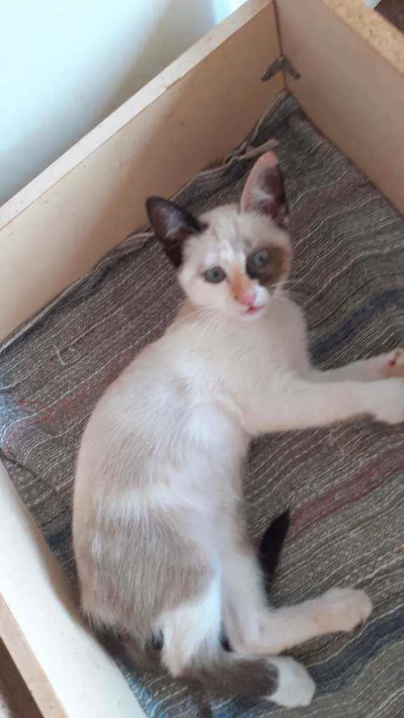 Gato ra a  idade 2 a 6 meses nome Marry