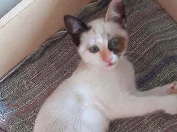 Gato ra a  idade 2 a 6 meses nome Marry