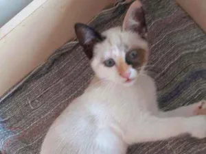 Gato raça  idade 2 a 6 meses nome Marry