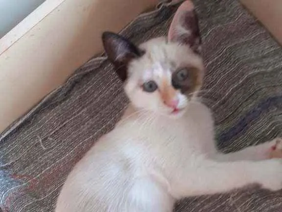 Gato ra a  idade 2 a 6 meses nome Marry
