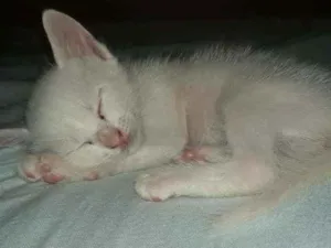 Gato raça  idade 2 a 6 meses nome Lola